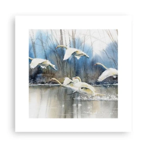 Poster - Wie im Märchen von den wilden Schwänen - 30x30 cm