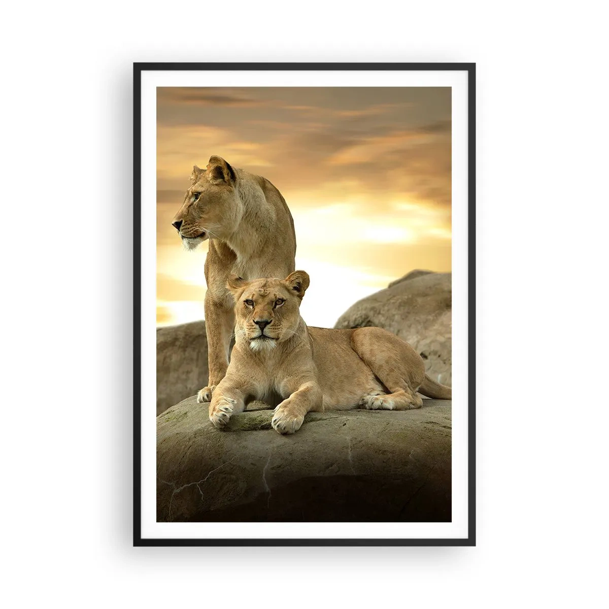 Poster in einem schwarzem Rahmen - Königliche Majestät - 70x100 cm