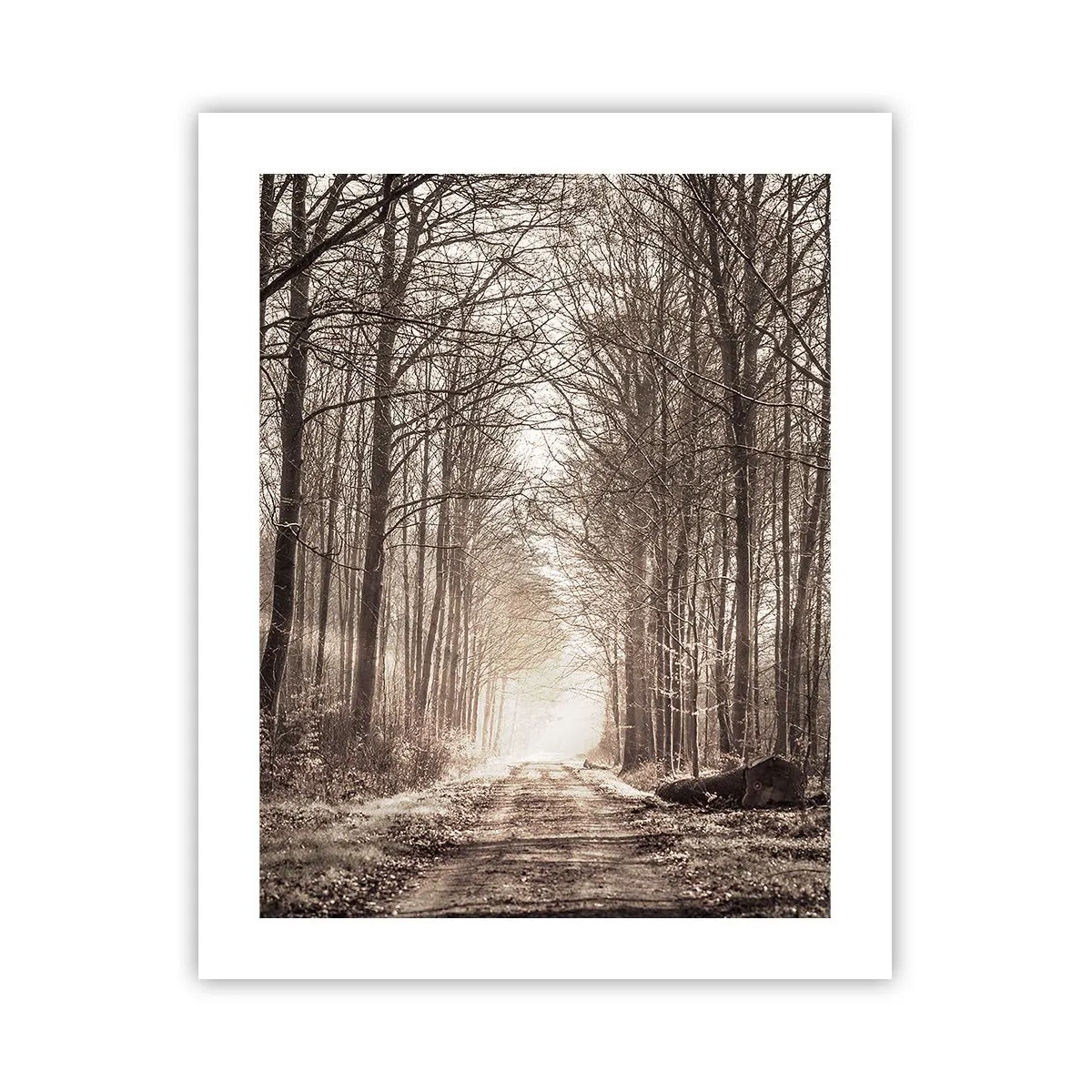 Poster - Waldkathedrale - 40x50 cm