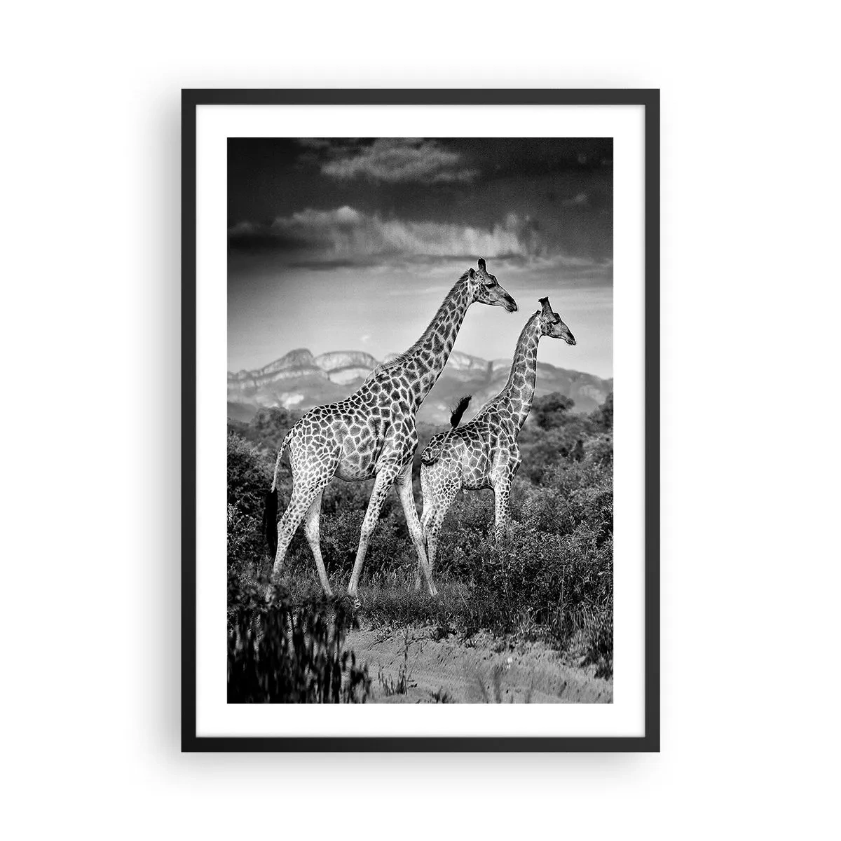Poster in einem schwarzem Rahmen - Schwarz-Weiß-Porträt von Giraffen vor dem Hintergrund einer afrikanischen Landschaft - 50x70cm - Hohe Sphären in Afrika - Moderne Wanddekoration für Wohnzimmer und Schlafzimmer ARTTOR