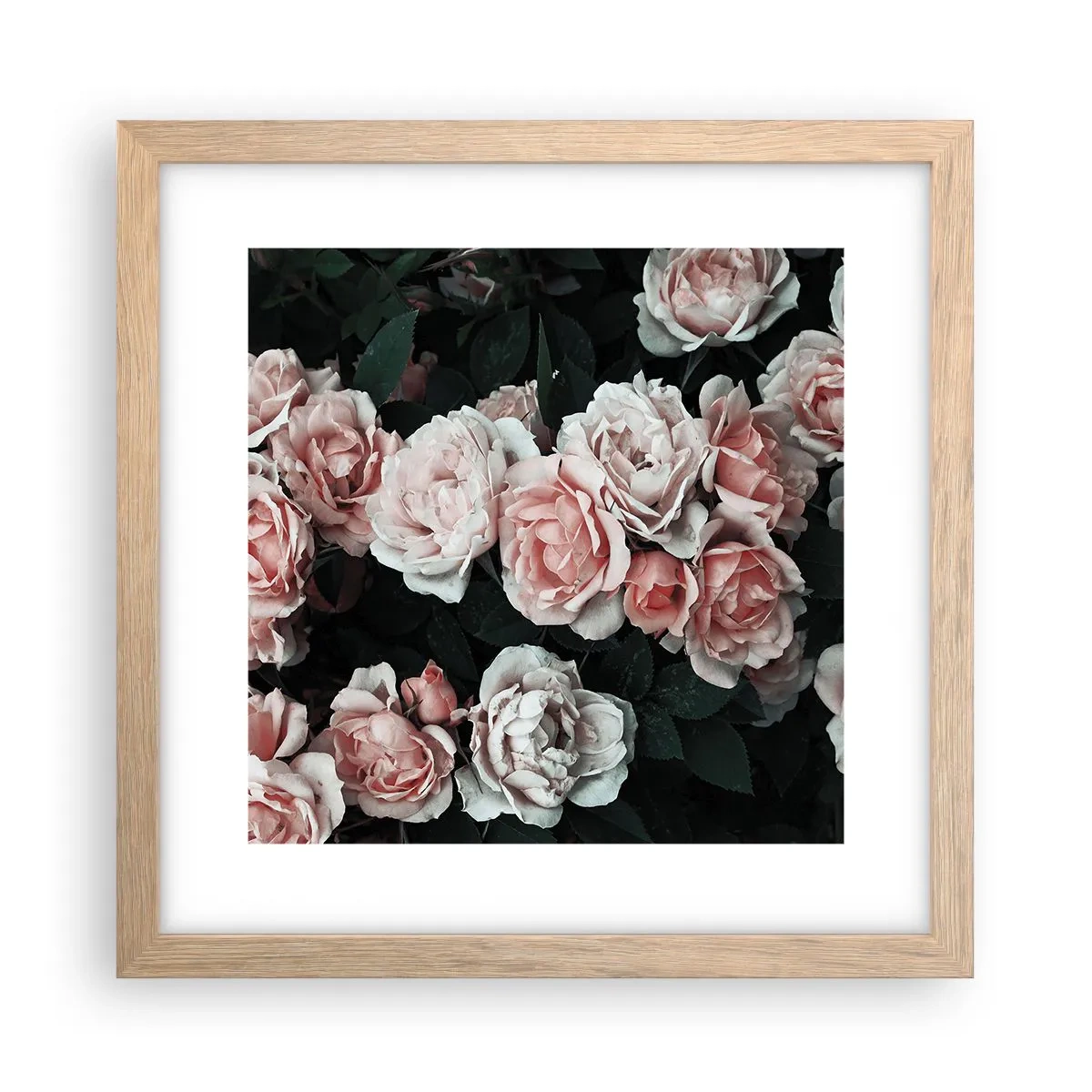 Poster in einem Rahmen aus heller Eiche - Rosen-Ensemble - 30x30 cm