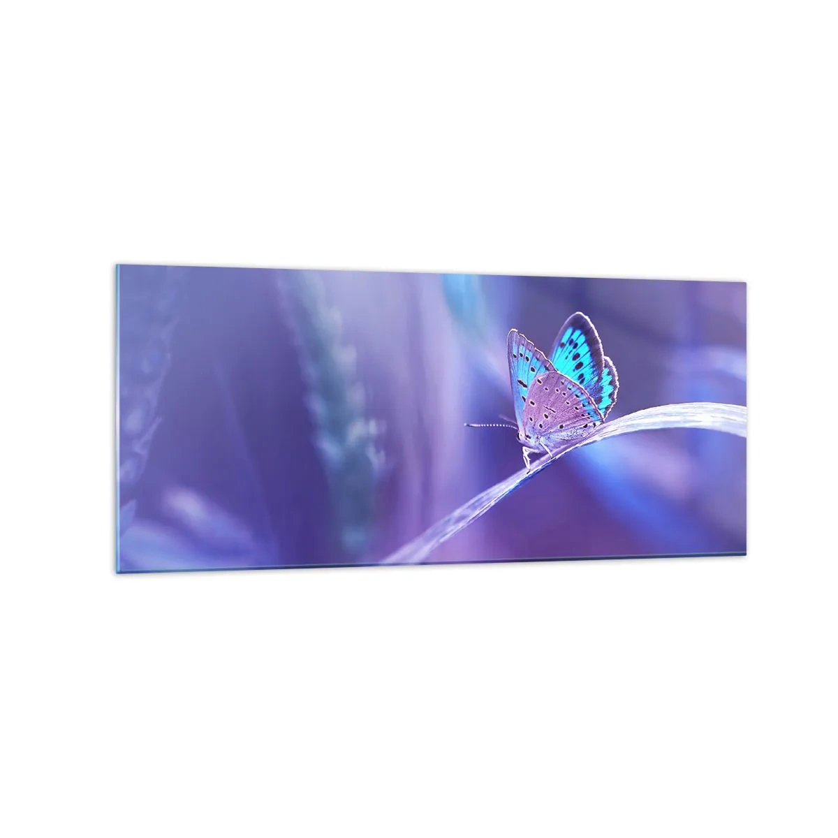Glasbild - Bild auf glas - Ein zarter blauer Schmetterling auf einem Stängel in violettem Licht - 120x50cm - Ein Juwel der Natur - Moderne Wanddekoration für Wohnzimmer und Schlafzimmer ARTTOR