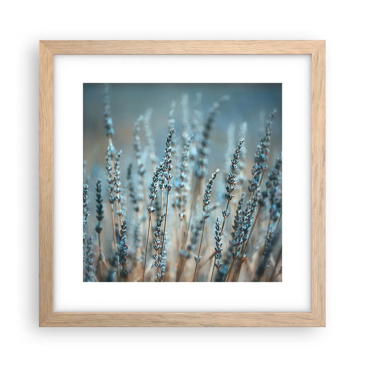 Poster in einem Rahmen aus heller Eiche - Duftendes Kornfeld - 30x30 cm