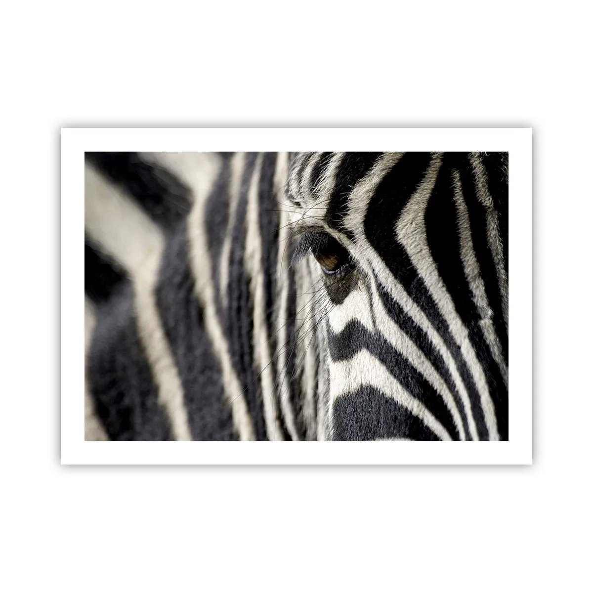 Poster - Gestreiftes Porträt - 70x50 cm