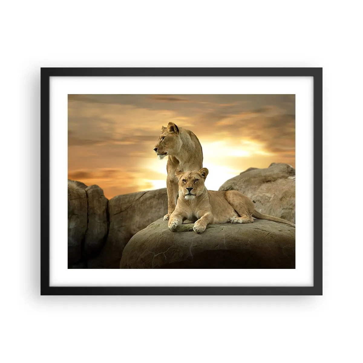 Poster in einem schwarzem Rahmen - Königliche Majestät - 50x40 cm