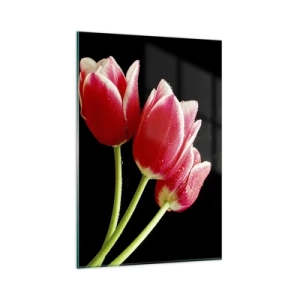 Glasbild - Bild auf glas - Rote Tulpen mit Tautropfen auf schwarzem Hintergrund - 80x120cm - Ein Versprechen der reinen Liebe - Moderne Wanddekoration für Wohnzimmer und Schlafzimmer ARTTOR