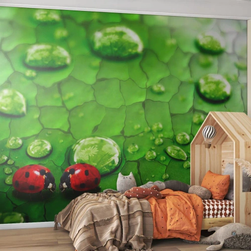 Fototapete Standard Eco - Treffen im Grünen - Natur, Marienkäfer, Ein Wassertropfen - 450x315 cm