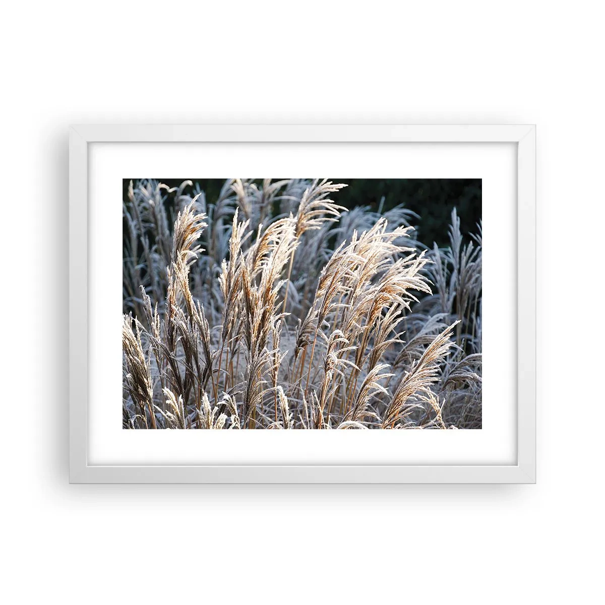 Poster in einem weißen Rahmen - Gekleidet mit Frost - 40x30 cm