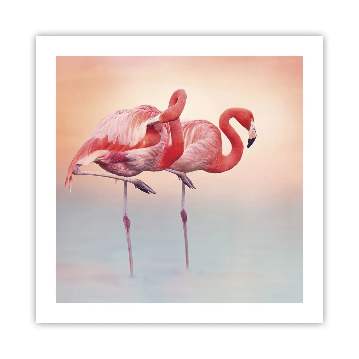 Poster - Die Farbe der untergehenden Sonne - 50x50 cm