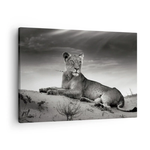 Bild auf Leinwand - Leinwandbild - Schwarz-Weiß-Porträt einer Löwin in der Savanne - 70x50cm - Die Königin der Wüstenruhe - Moderne Wanddekoration für Wohnzimmer und Schlafzimmer ARTTOR