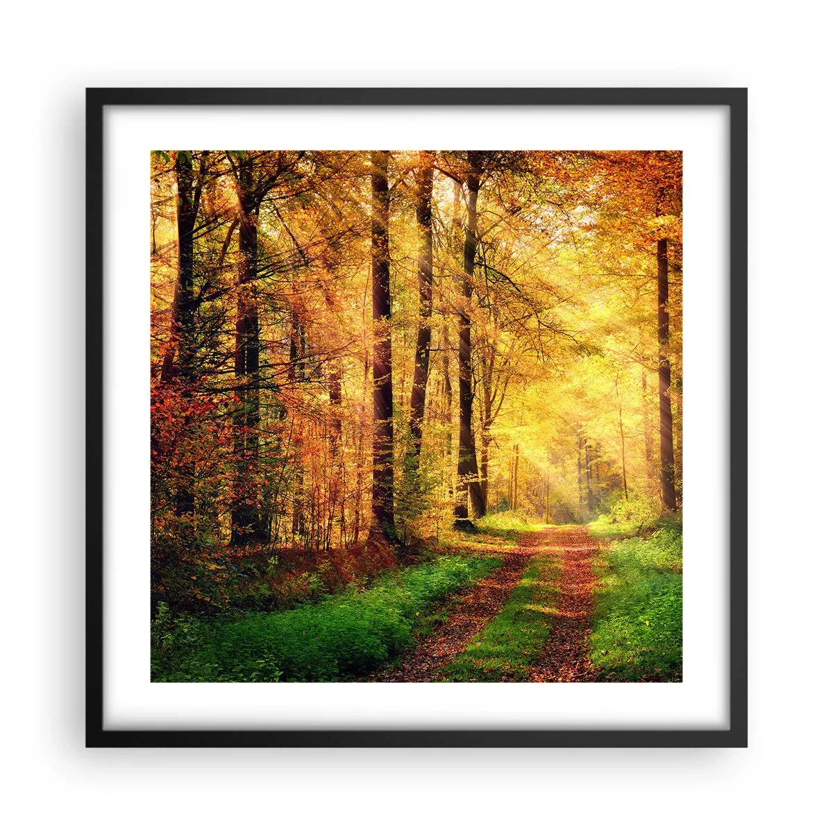 Poster in einem schwarzem Rahmen - Waldgoldene Stille - 50x50 cm