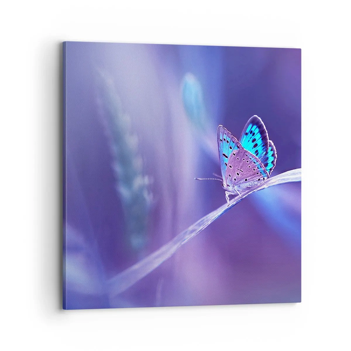 Bild auf Leinwand - Leinwandbild - Ein Juwel der Natur - 70x70 cm