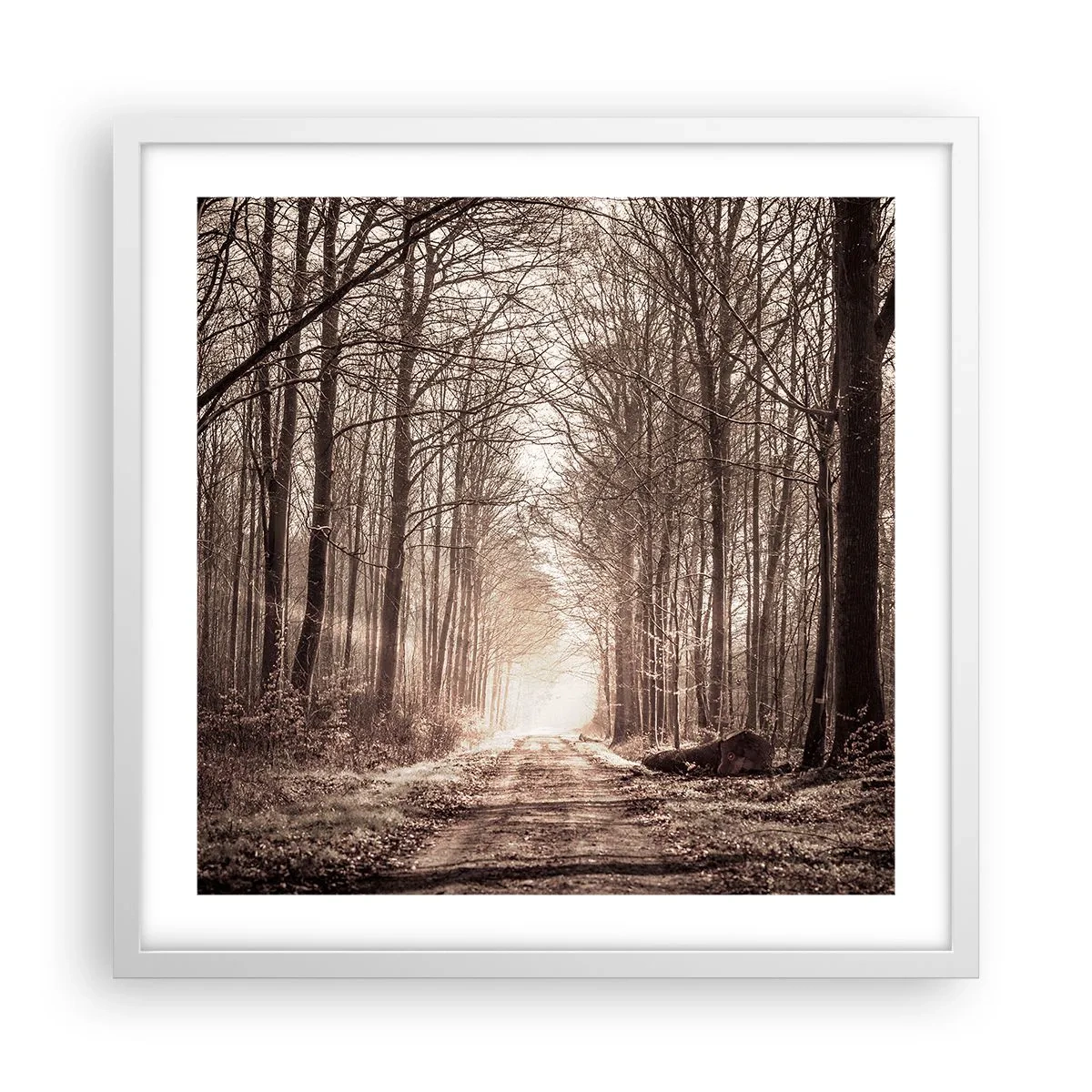 Poster in einem weißen Rahmen - Waldkathedrale - 50x50 cm