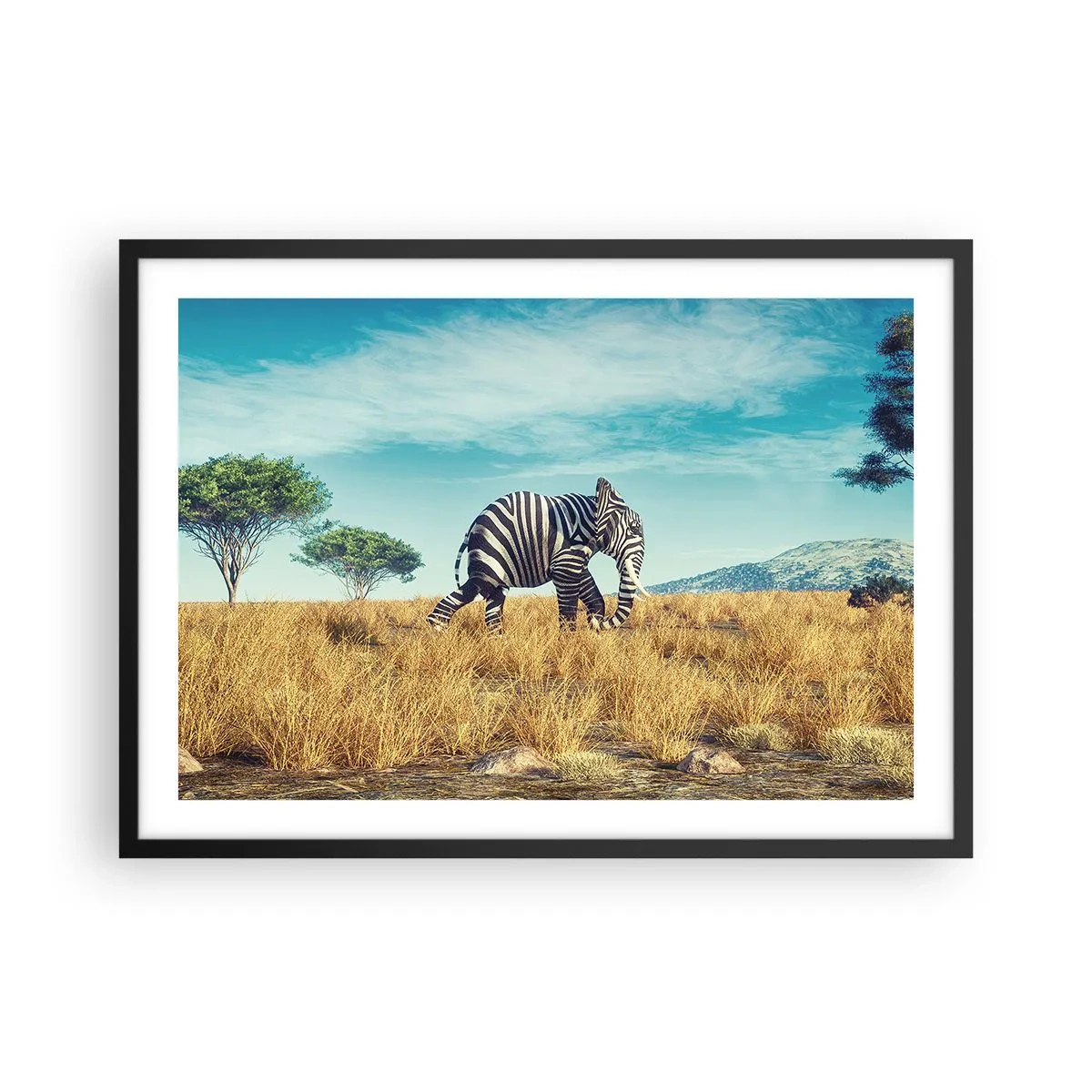 Poster in einem schwarzem Rahmen - Zebra in einer afrikanischen Landschaft - 70x50cm - Grau ist nicht mehr in Mode - Moderne Wanddekoration für Wohnzimmer und Schlafzimmer ARTTOR