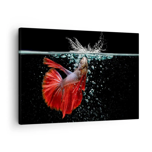 Bild auf Leinwand - Leinwandbild - Ein prächtiger Kampffisch im Wasser vor dunklem Hintergrund - 70x50cm - Du hast drei Wünsche - Moderne Wanddekoration für Wohnzimmer und Schlafzimmer ARTTOR