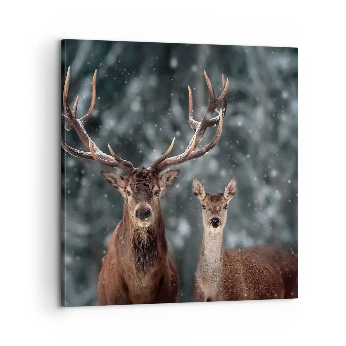 Bild auf Leinwand - Leinwandbild - Herr des Waldes mit seiner Frau - 60x60 cm