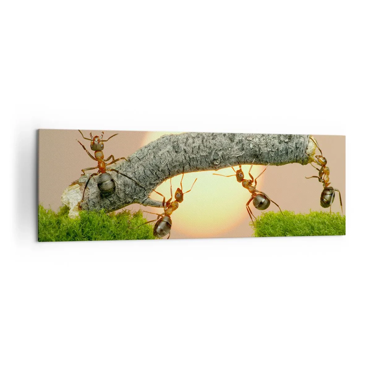 Bild auf Leinwand - Leinwandbild - Ameisen bauen vor dem Hintergrund der untergehenden Sonne eine Brücke aus Ästen. - 160x50cm - Glücklich, zusammen arbeiten - Moderne Wanddekoration für Wohnzimmer und Schlafzimmer ARTTOR