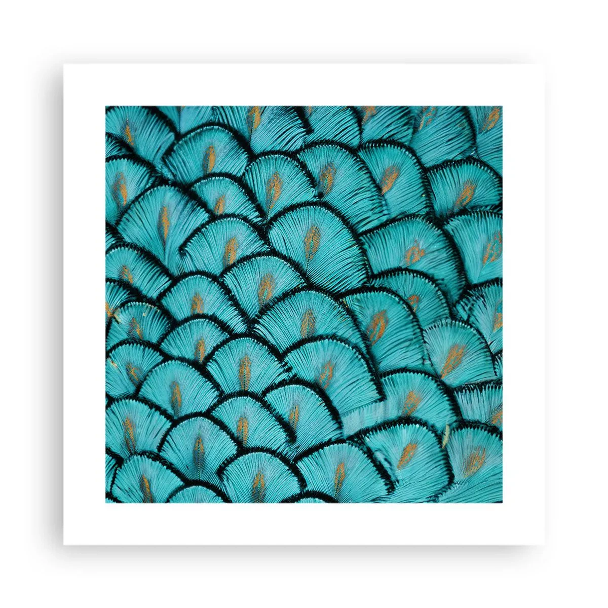 Poster - Große Federgala - 40x40 cm