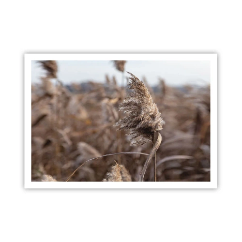 Poster - Zarte Gräser in Beigetönen vor dem Hintergrund der Natur - 100x70cm - Zeit, mit dem Wind zu gehen - Moderne Wanddekoration für Wohnzimmer und Schlafzimmer ARTTOR