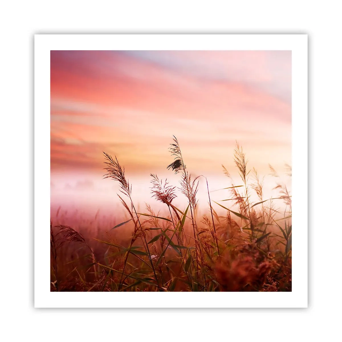 Poster - Drachen, Löwenzahn, Wind - 60x60 cm