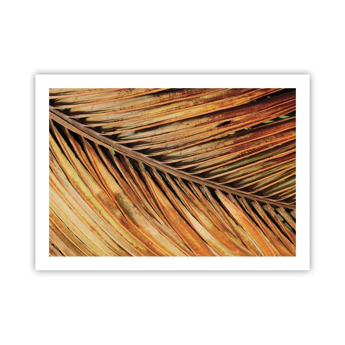 Poster - Kokosnuss-Gold - 70x50 cm