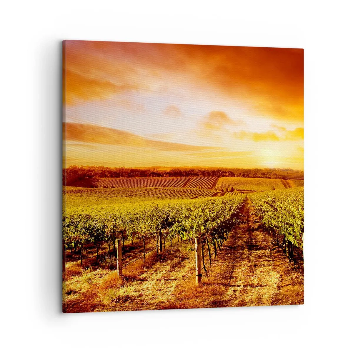 Bild auf Leinwand - Leinwandbild - Leicht fruchtig mit einem Hauch Sonnenschein - 50x50 cm