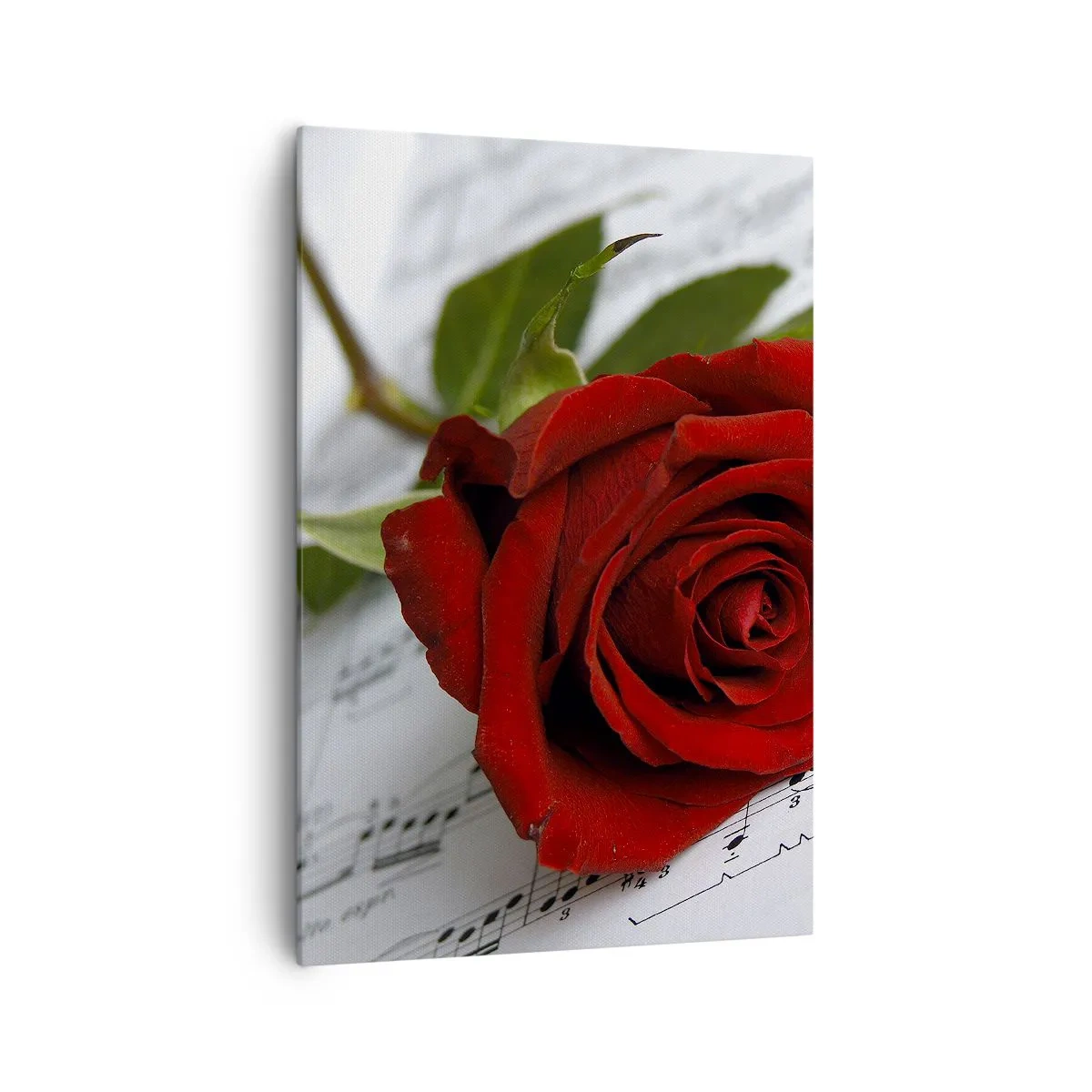 Bild auf Leinwand - Leinwandbild - Eine rote Rose vor einem Hintergrund aus Musiknoten auf weißem Papier. - 70x100cm - Musik der Gefühle in Scharlach - Moderne Wanddekoration für Wohnzimmer und Schlafzimmer ARTTOR
