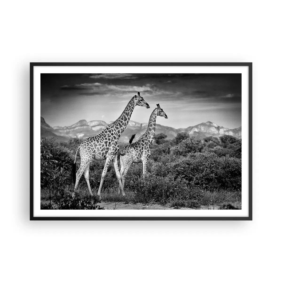 Poster in einem schwarzem Rahmen - Schwarz-weiße Silhouetten zweier Giraffen in der Savanne - 100x70cm - Hohe Sphären in Afrika - Moderne Wanddekoration für Wohnzimmer und Schlafzimmer ARTTOR