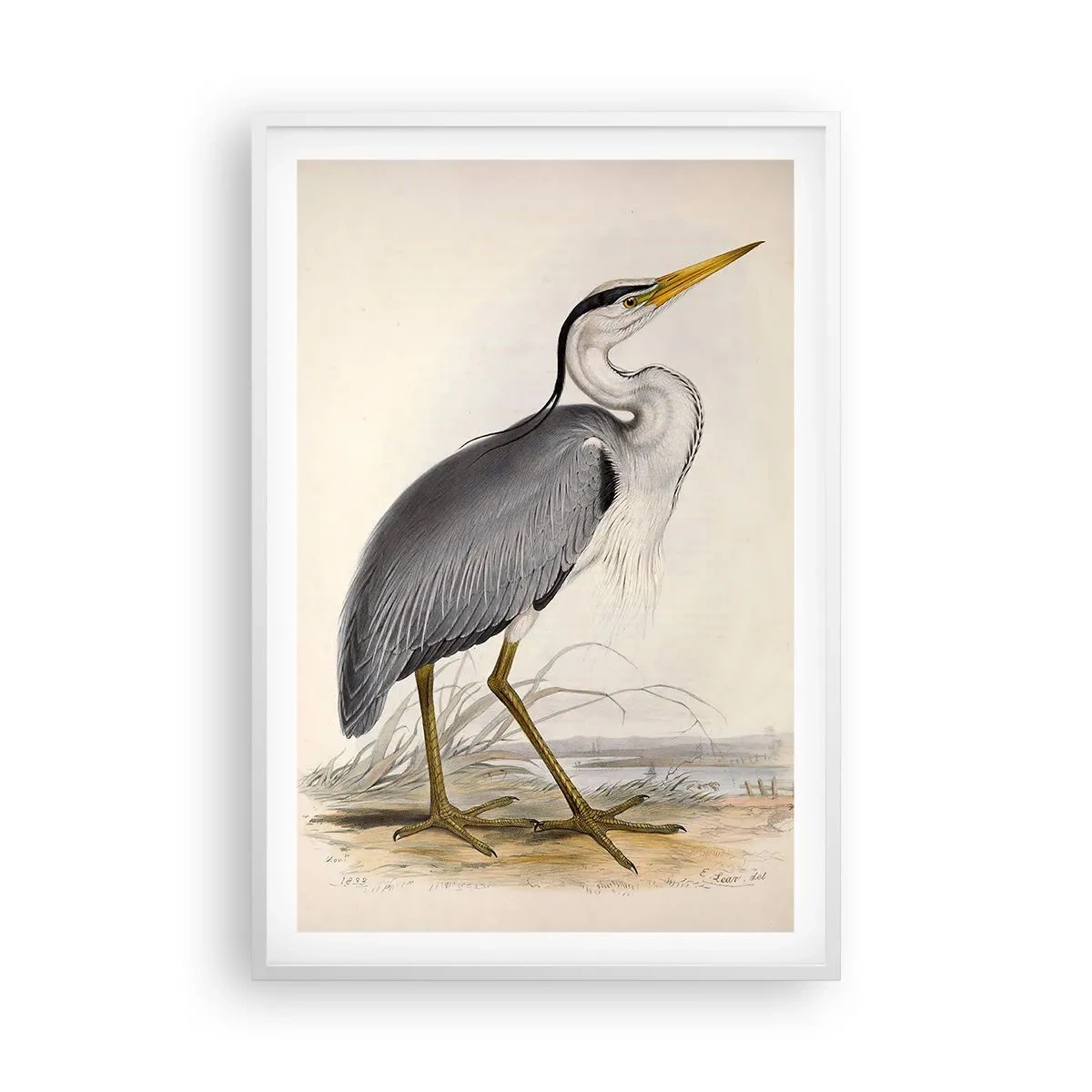 Poster in einem weißen Rahmen - Reiher Gnade - 61x91 cm