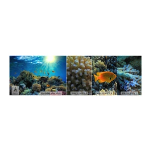 Fototapeten Muster Selbstklebend Deluxe Sticker - Unterwasserschätze - Korallenriff, Ozean, Maritim - 100x30 cm