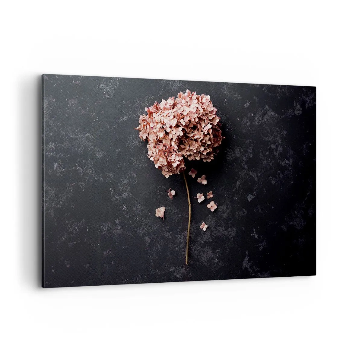 Bild auf Leinwand - Leinwandbild - Eine zarte Hortensienblüte auf dunklem Hintergrund - 120x80cm - Wirklich romantisches Zeichen - Moderne Wanddekoration für Wohnzimmer und Schlafzimmer ARTTOR