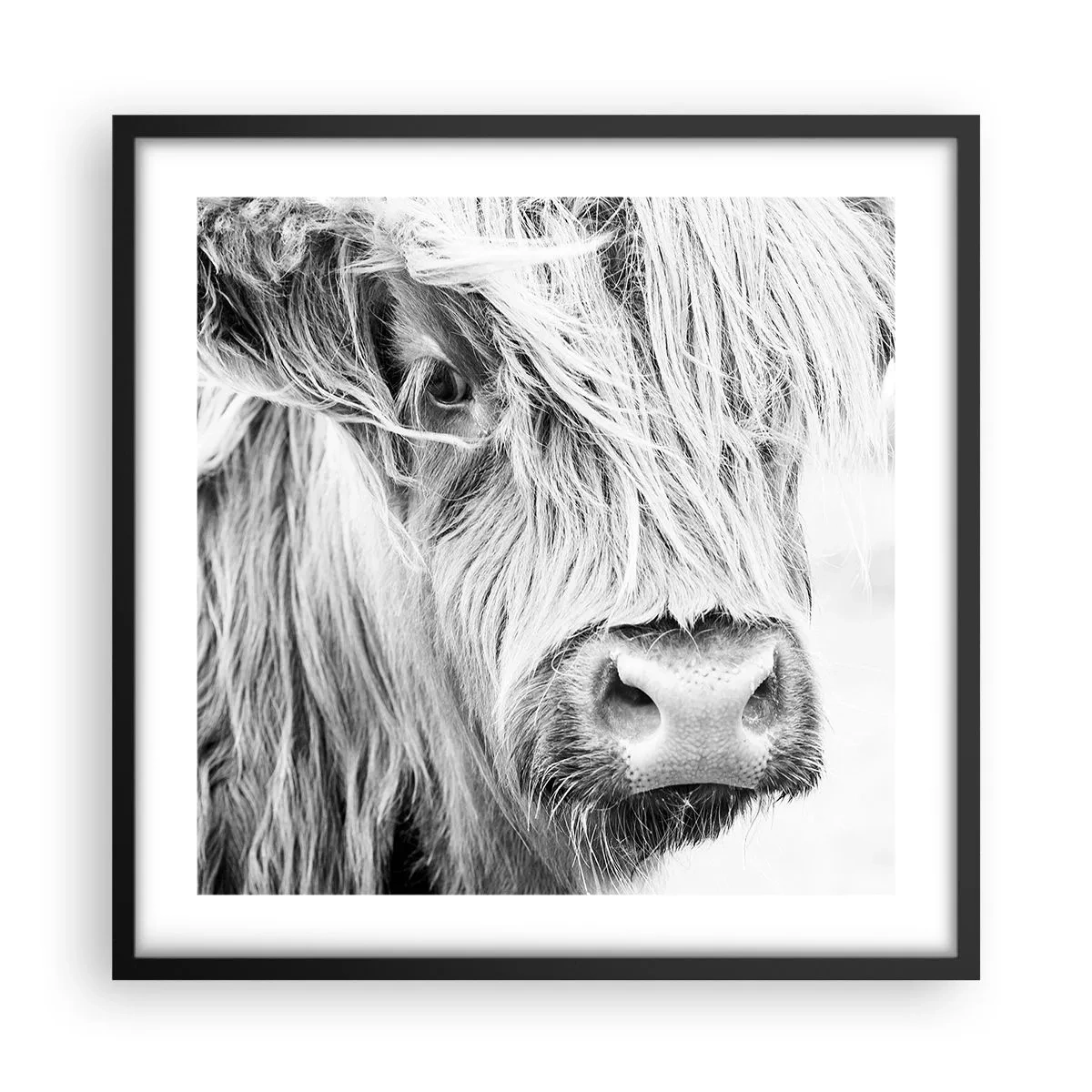 Poster in einem schwarzem Rahmen - Schottische Wildheit - 50x50 cm