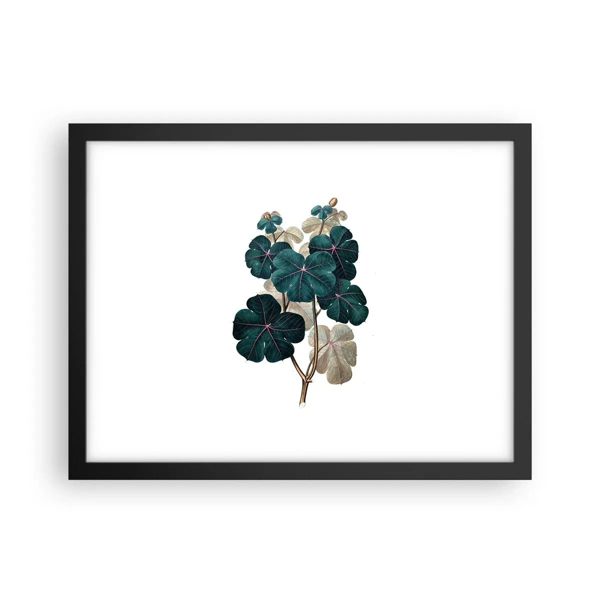 Poster in einem schwarzem Rahmen - Aus dem alten Herbarium - 40x30 cm