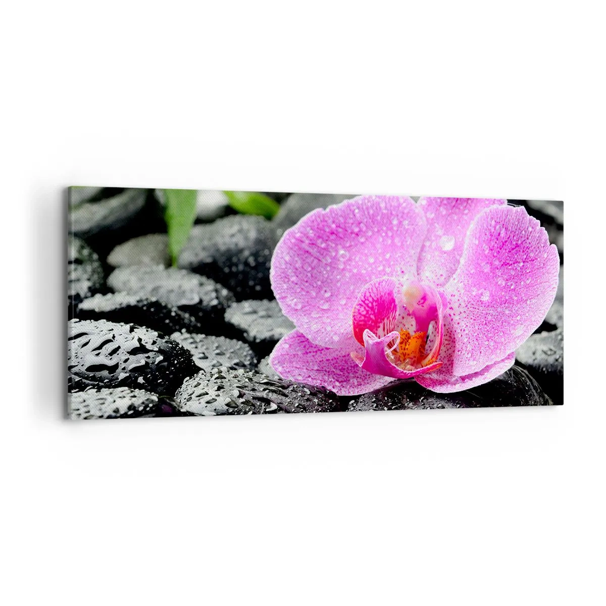 Bild auf Leinwand - Leinwandbild - Rosa Orchidee auf nassen schwarzen Steinen mit grünen Blättern - 120x50cm - Wie ein offenes Herz - Moderne Wanddekoration für Wohnzimmer und Schlafzimmer ARTTOR