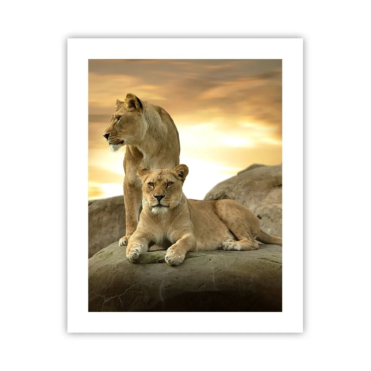 Poster - Königliche Majestät - 40x50 cm