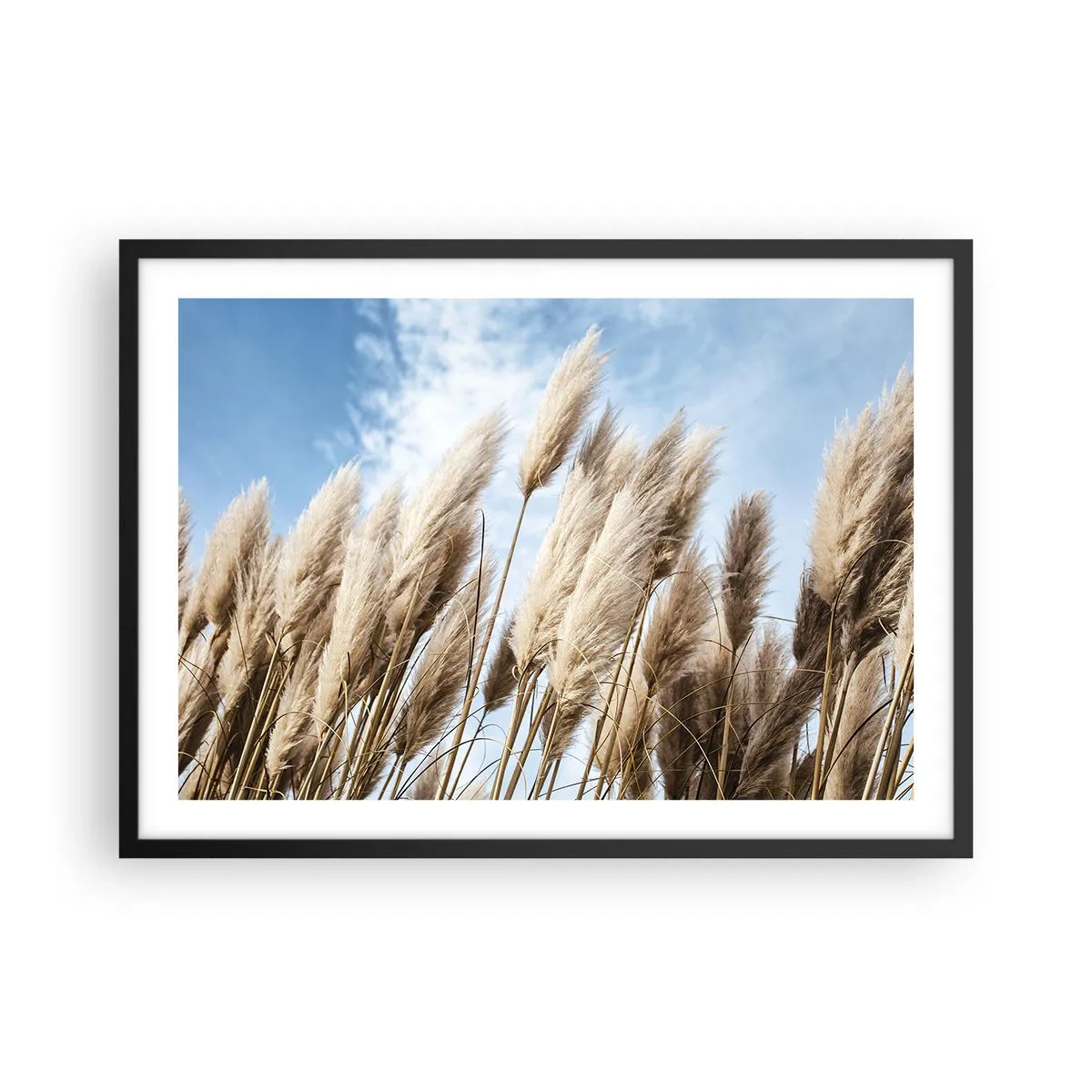 Poster in einem schwarzem Rahmen - Zarte Pampasgräser vor blauem Himmel mit leichten Wolken - 70x50cm - Sonnige und windige Liebkosungen - Moderne Wanddekoration für Wohnzimmer und Schlafzimmer ARTTOR
