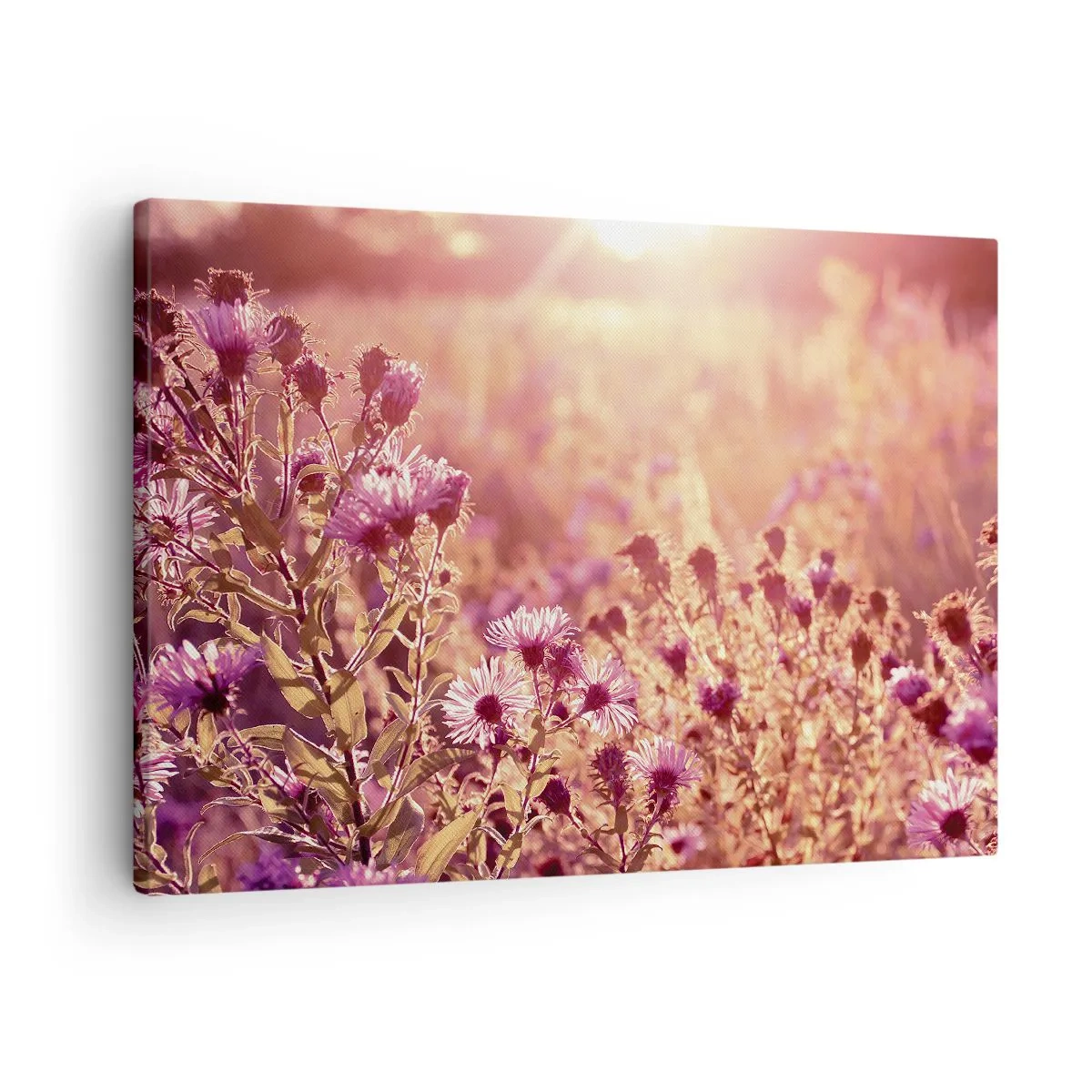 Bild auf Leinwand - Leinwandbild - Wiese im Licht der untergehenden Sonne - 70x50cm - Bevor der Sommer vorbei ist - Moderne Wanddekoration für Wohnzimmer und Schlafzimmer ARTTOR