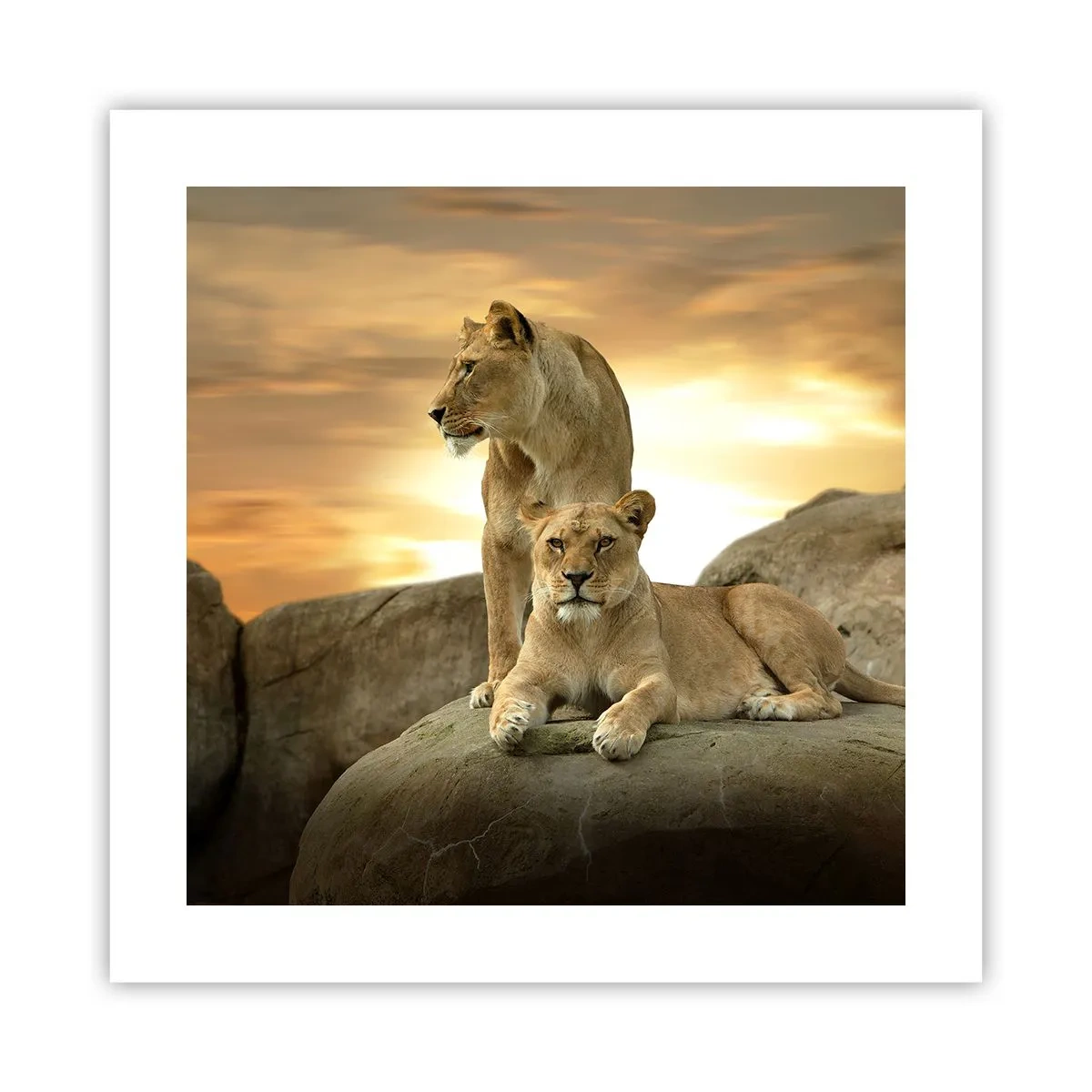 Poster - Königliche Majestät - 40x40 cm