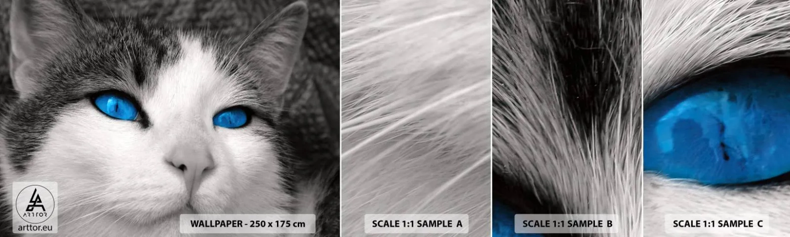Fototapetenmuster Standard Eco - Ungewöhnlich blauäugig - Tiere, Katze, Blaue Augen - 100x30 cm