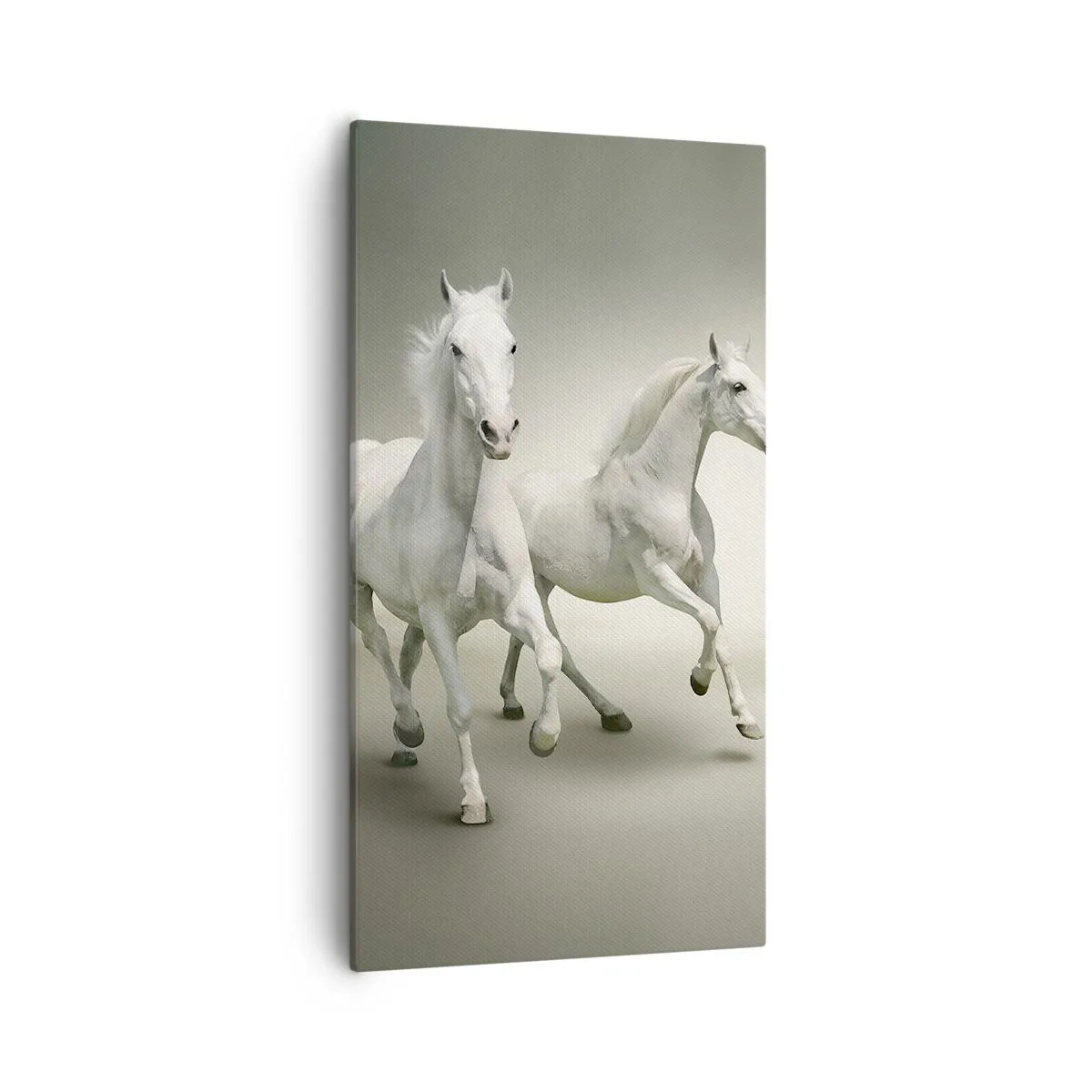 Bild auf Leinwand - Leinwandbild - Weiße Macht! - 55x100 cm