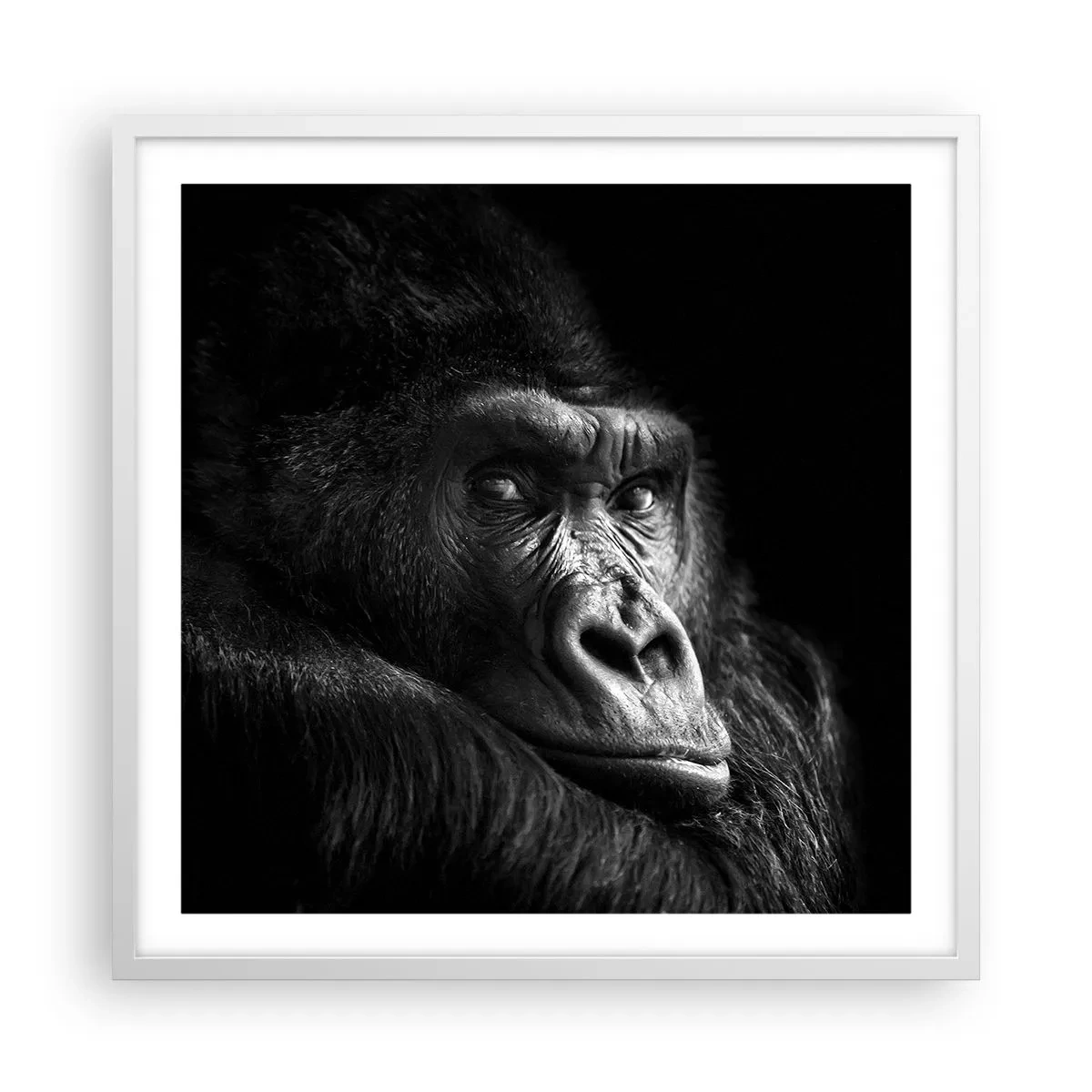 Poster in einem weißen Rahmen - Und was guckst du so? - 60x60 cm