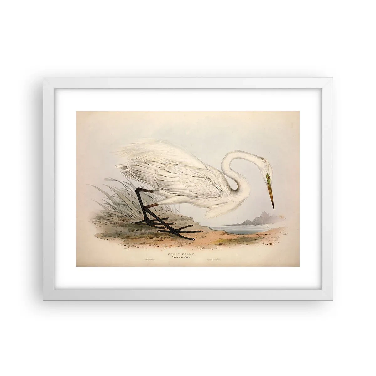 Poster in einem weißen Rahmen - Dame auf den Binsen - 40x30 cm