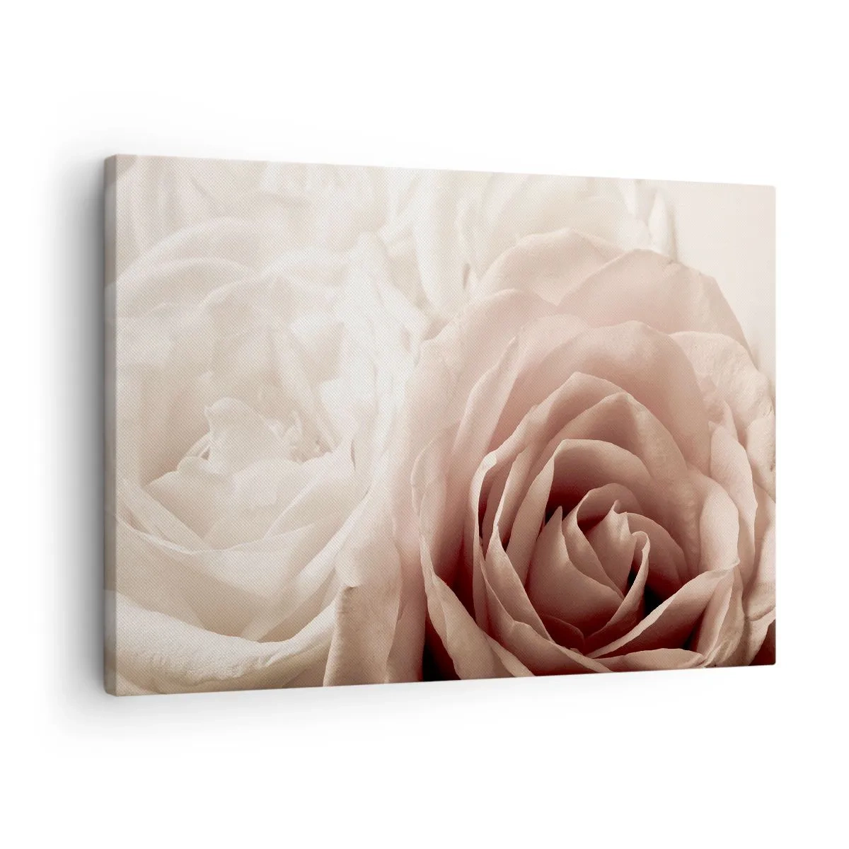 Bild auf Leinwand - Leinwandbild - Zarte Rosen in pastelligen Beigetönen - 70x50cm - Im Herzen der Rose - Moderne Wanddekoration für Wohnzimmer und Schlafzimmer ARTTOR
