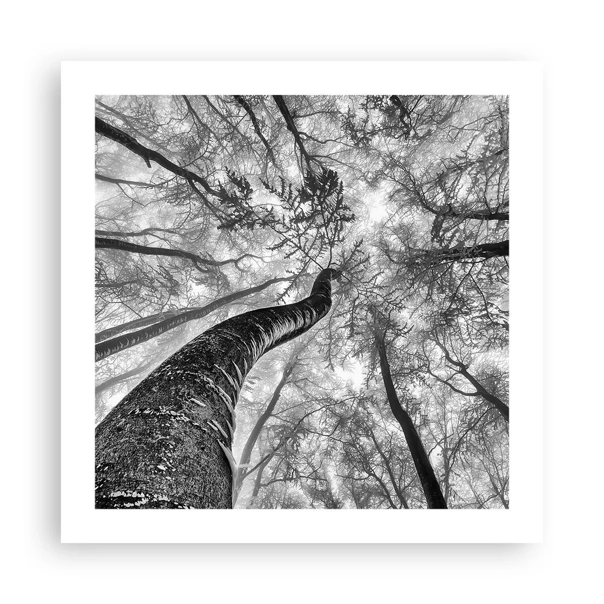 Poster - Rennen zum Licht - 50x50 cm