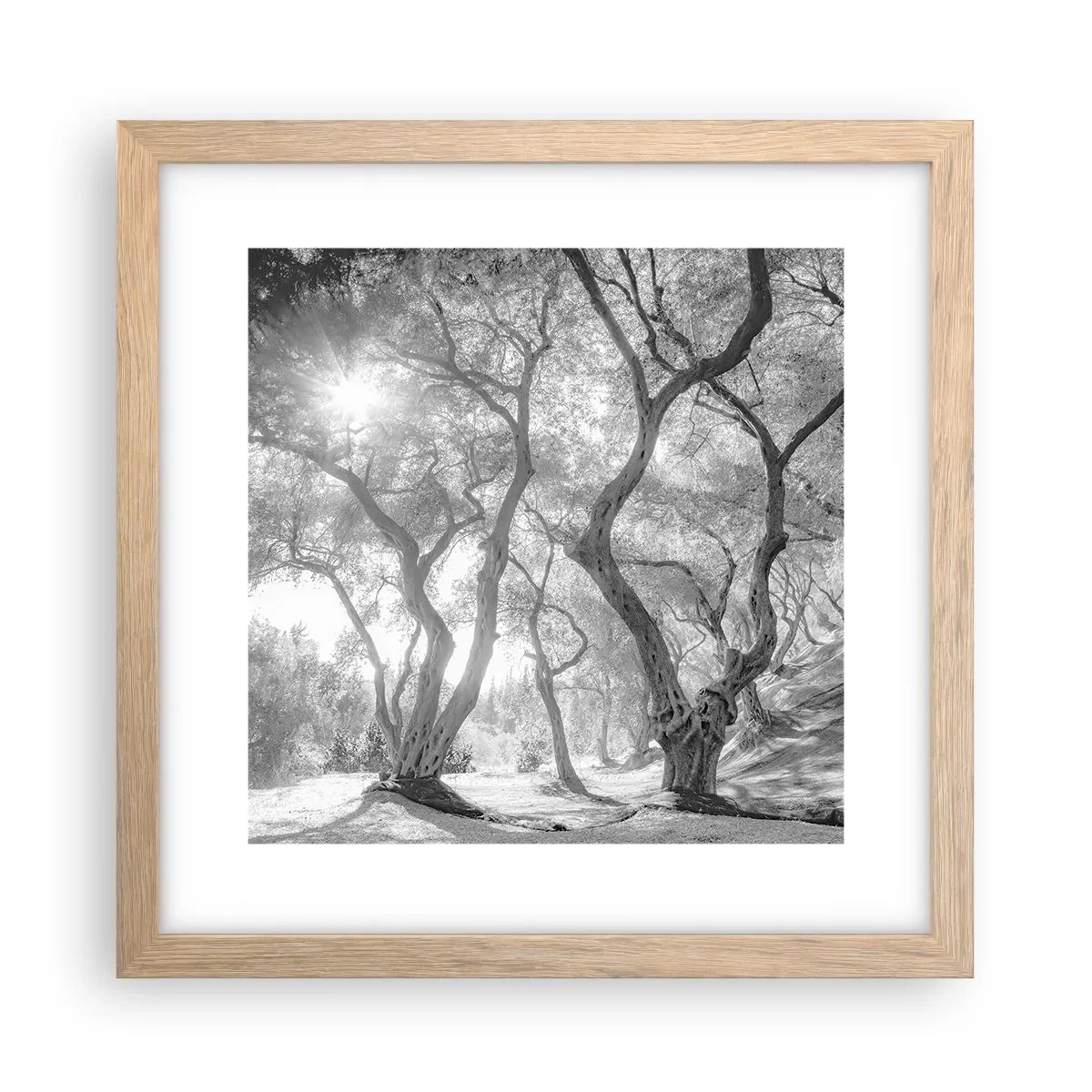 Poster in einem Rahmen aus heller Eiche - Im Olivenhain - 30x30 cm