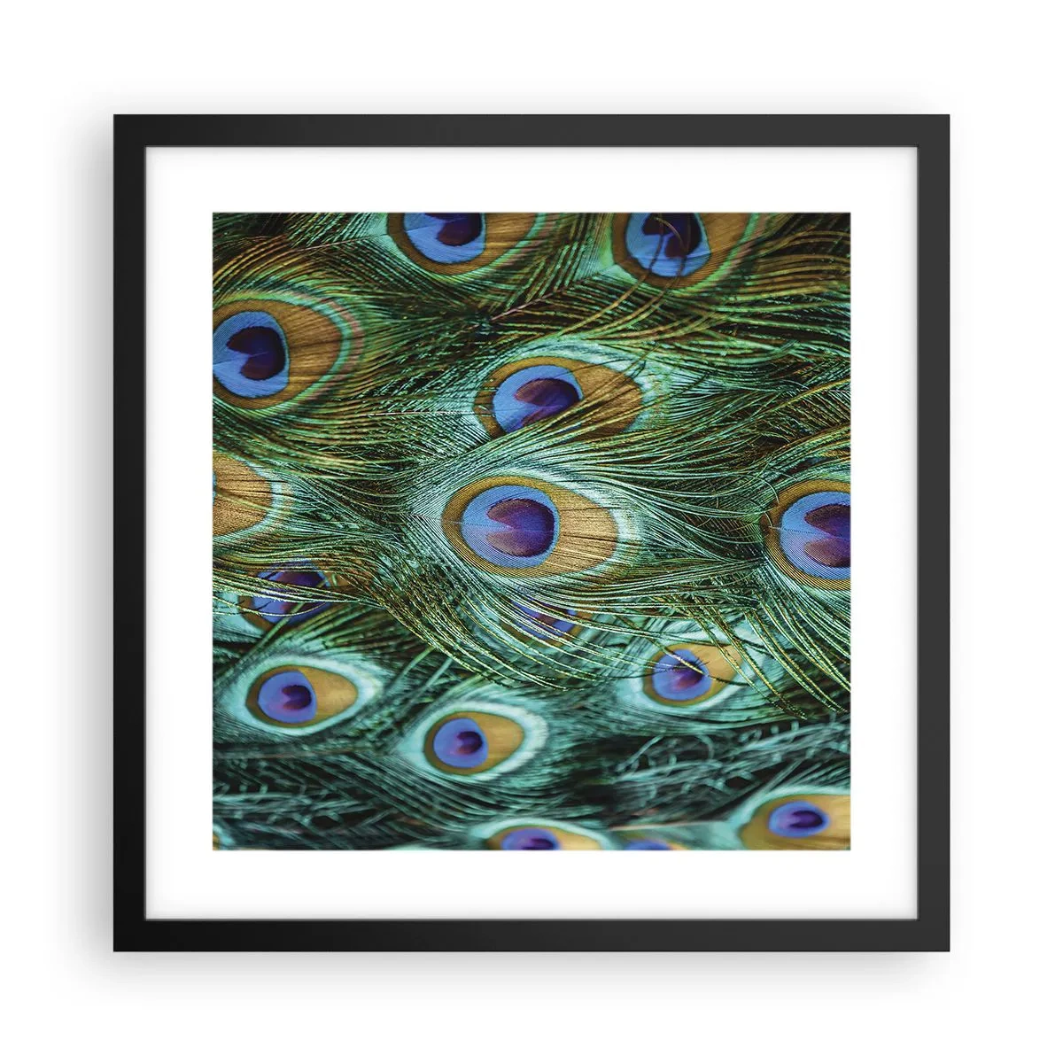 Poster in einem schwarzem Rahmen - Ein Blick mit Pfauenaugen - 40x40 cm
