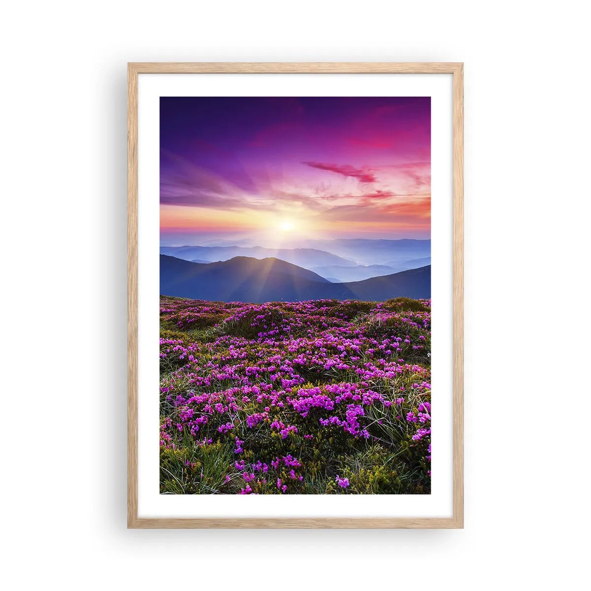 Poster in einem Rahmen aus heller Eiche - Kräuter dufteten nach frischen Trauben von den Feldern - 50x70 cm