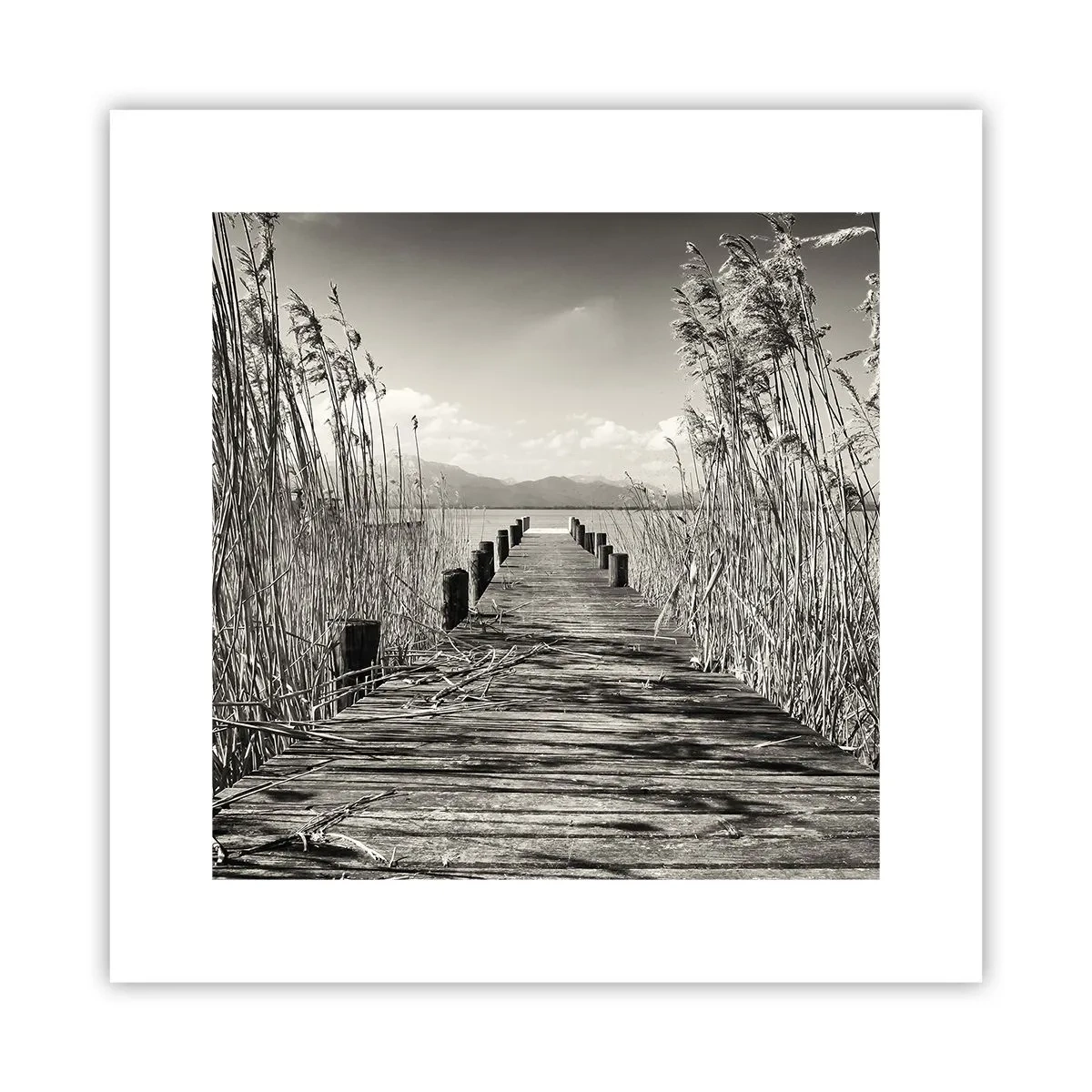 Poster - In der Stille des Grases - 30x30 cm