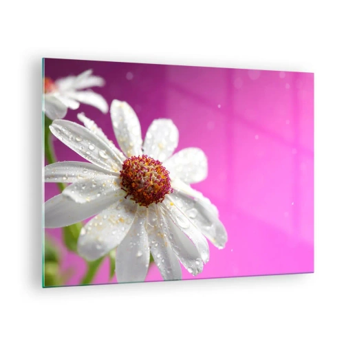 Glasbild - Bild auf glas - Makrofotografie einer weißen Blume mit Tautropfen vor einem rosa Hintergrund - 70x50cm - Bescheiden in seiner Schönheit - Moderne Wanddekoration für Wohnzimmer und Schlafzimmer ARTTOR