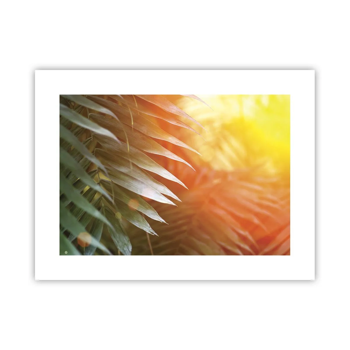 Poster - Morgen im Dschungel - 40x30 cm